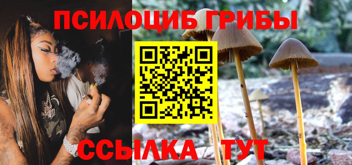 Галлюциногенные грибы Psilocybe  Менделеевск  Псилоцибиновые грибы прущие грибы 